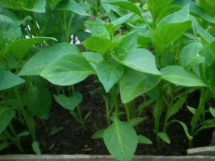 تصویر 1 از بهترین نشا فلفل دلمه‌ ای برای کشت تابستانه